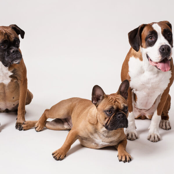 Piesełki-fotografia-noworodkowa-gdynia-gdańsk-trójmiasto-sopot-sesja-zdjęciowa-noworodkowa