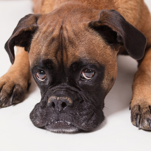 Piesełki-fotografia-noworodkowa-gdynia-gdańsk-trójmiasto-sopot-sesja-zdjęciowa-noworodkowa